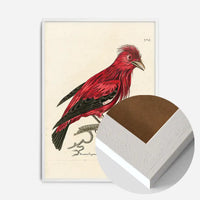 Vintage Crimson Chatterer Bird Print
