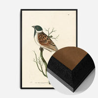 Vintage Ludovician Grossbeak