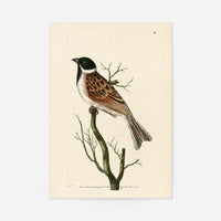 Vintage Ludovician Grossbeak