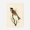 Vintage Ludovician Grossbeak