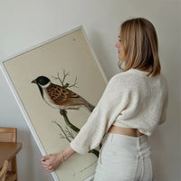 Vintage Ludovician Grossbeak