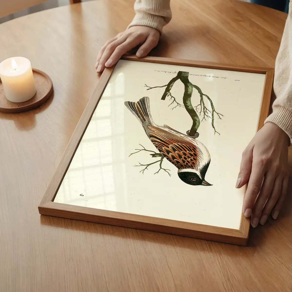 Vintage Ludovician Grossbeak