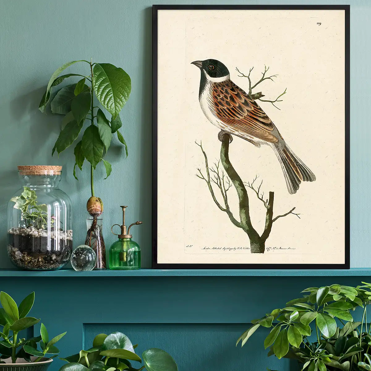 Vintage Ludovician Grossbeak