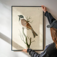 Vintage Ludovician Grossbeak