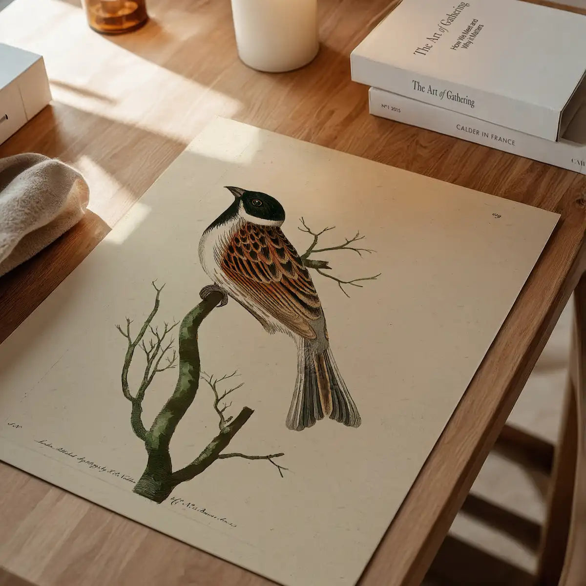 Vintage Ludovician Grossbeak