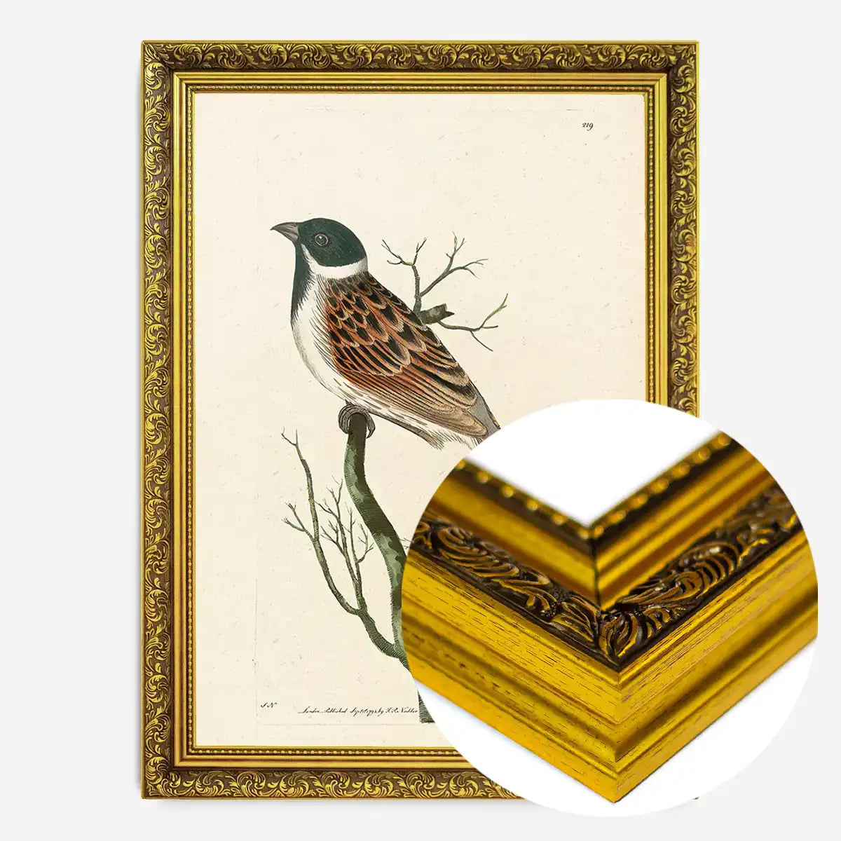 Vintage Ludovician Grossbeak