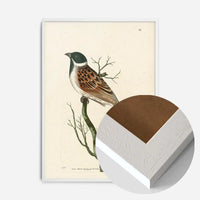 Vintage Ludovician Grossbeak