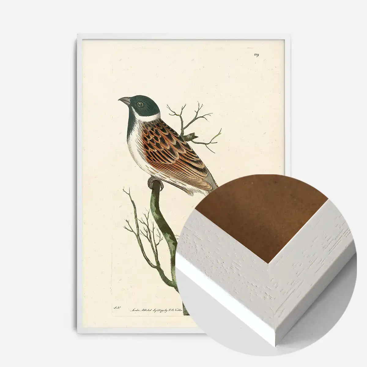 Vintage Ludovician Grossbeak