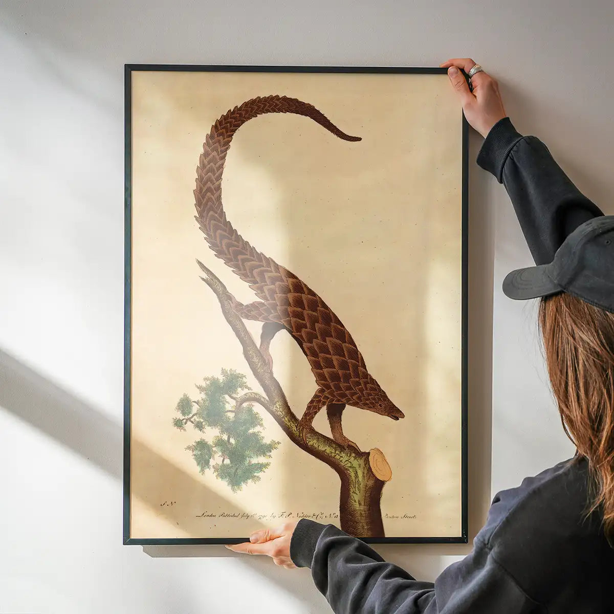 Vintage Long Tailed Pangolin