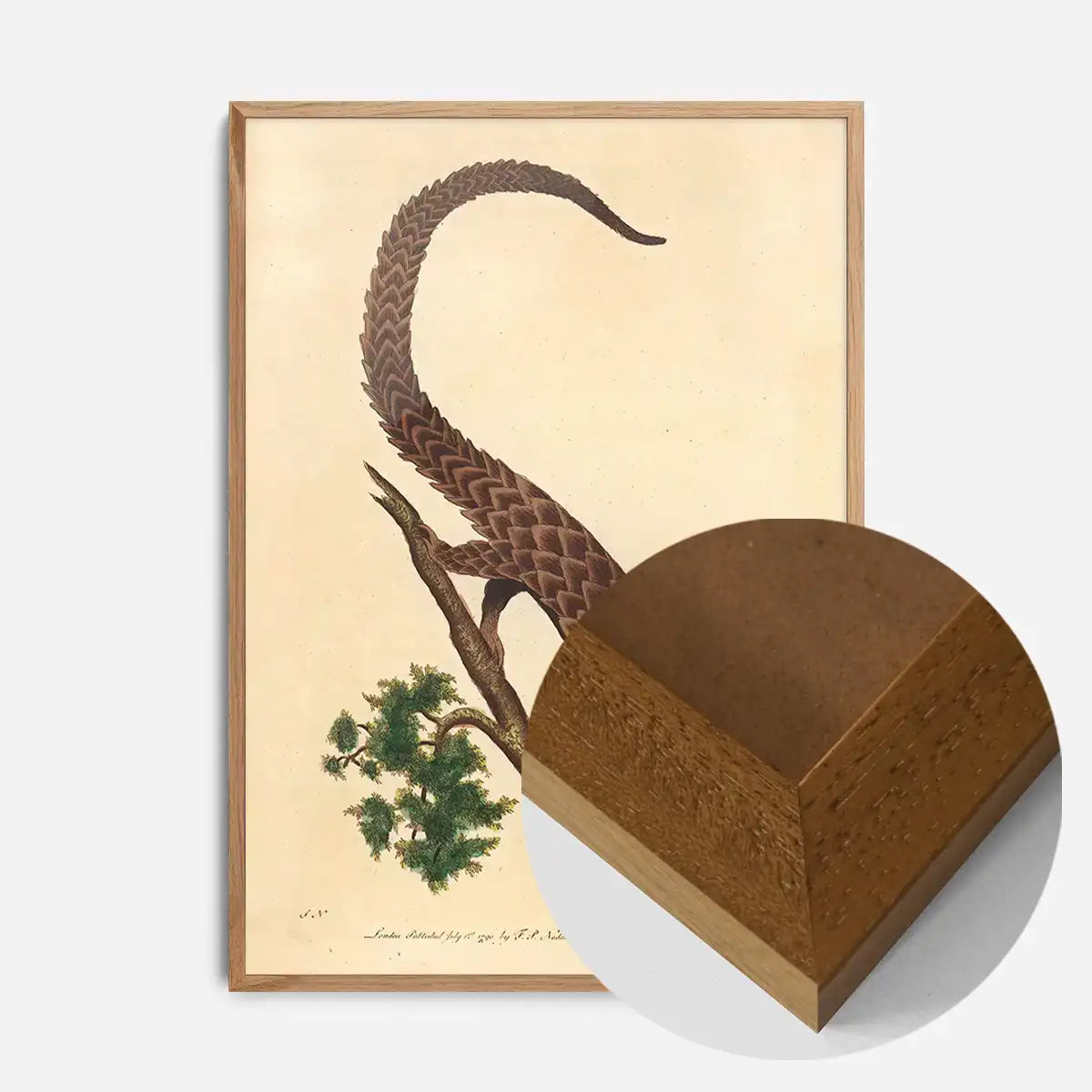 Vintage Long Tailed Pangolin
