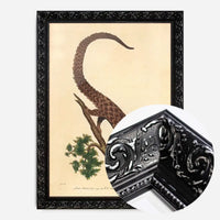 Vintage Long Tailed Pangolin