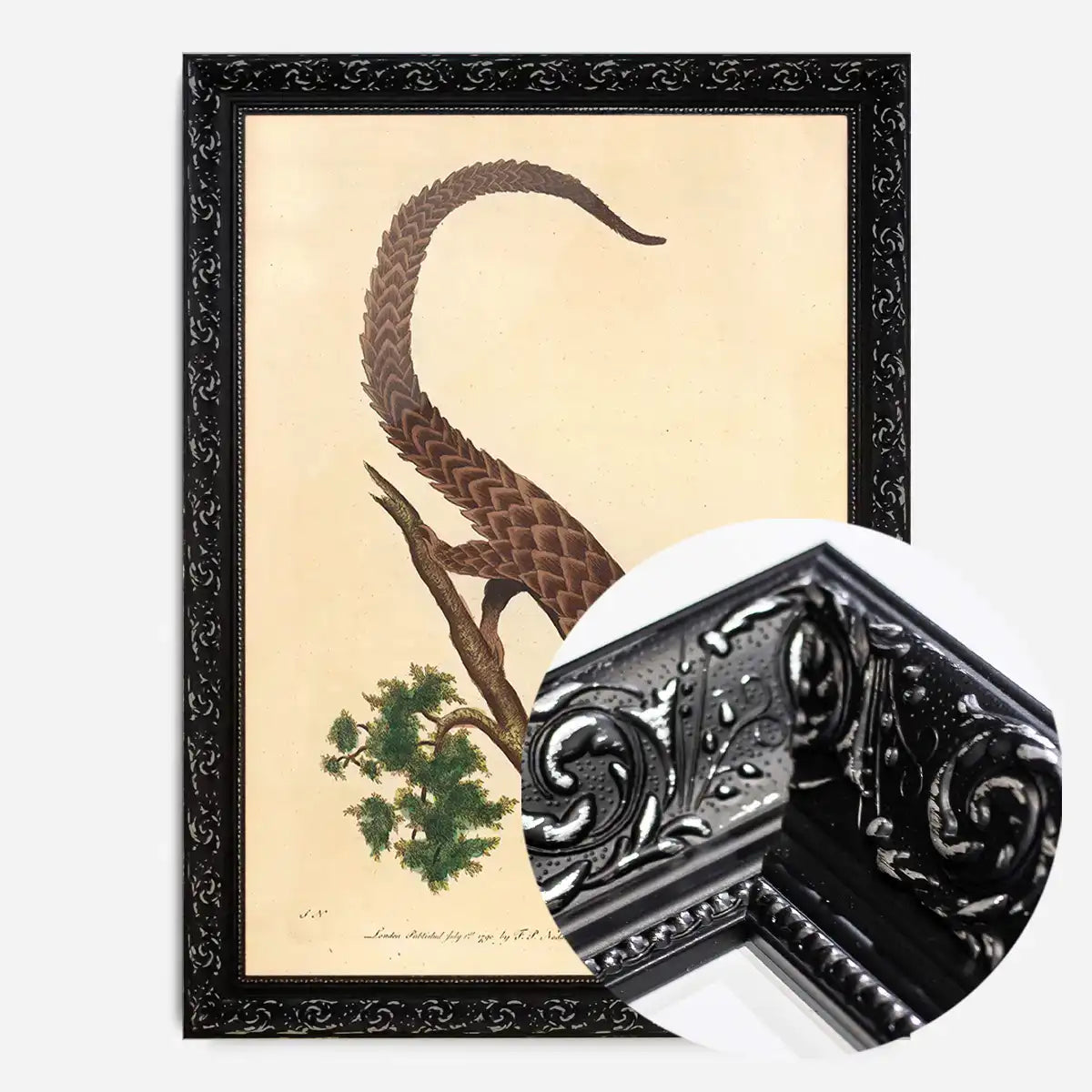 Vintage Long Tailed Pangolin
