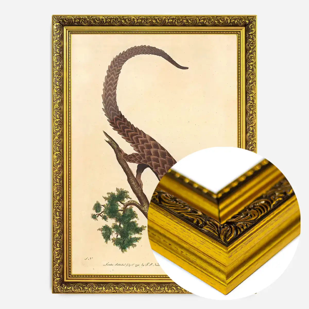 Vintage Long Tailed Pangolin