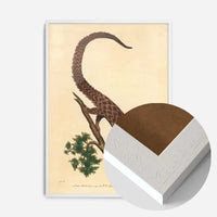 Vintage Long Tailed Pangolin