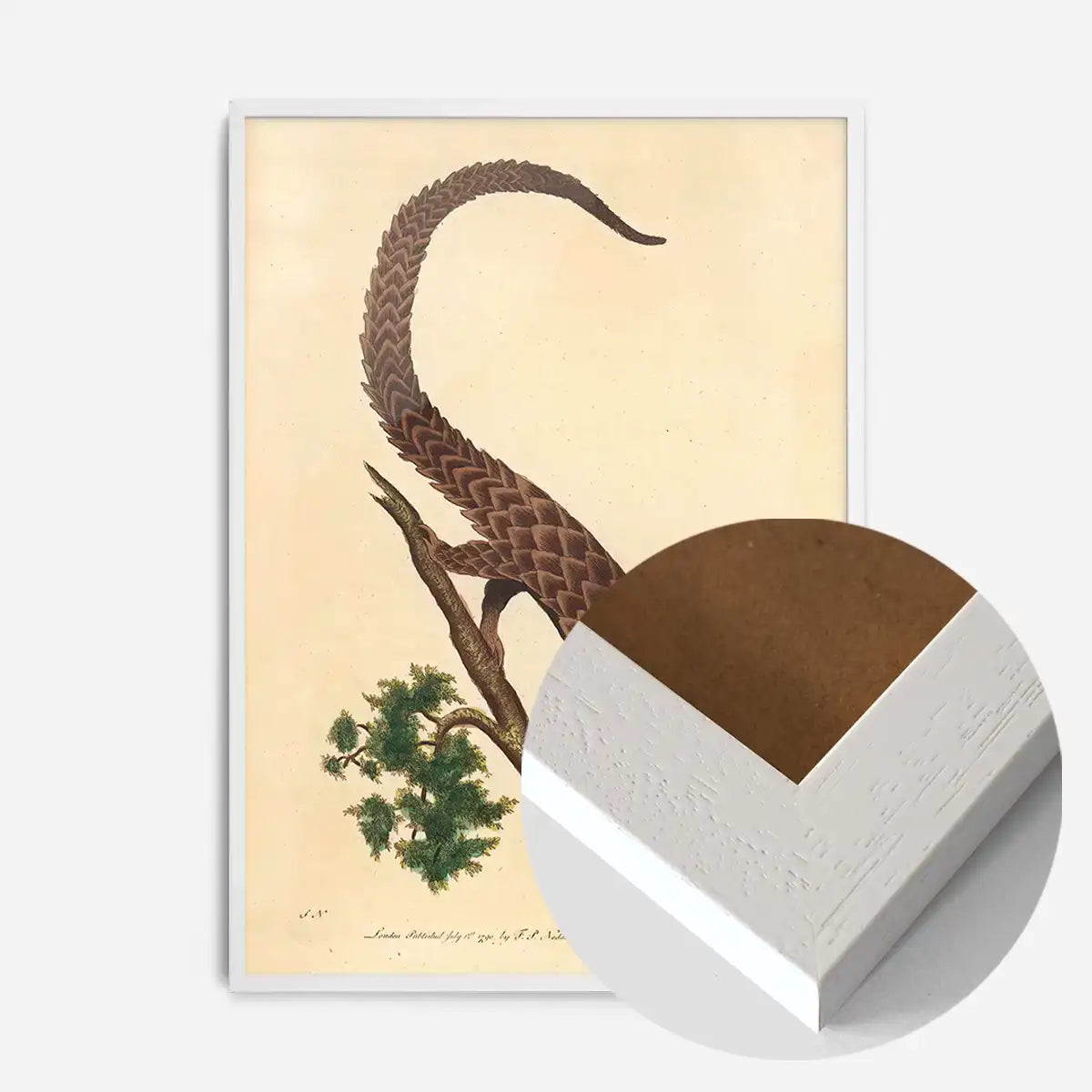 Vintage Long Tailed Pangolin