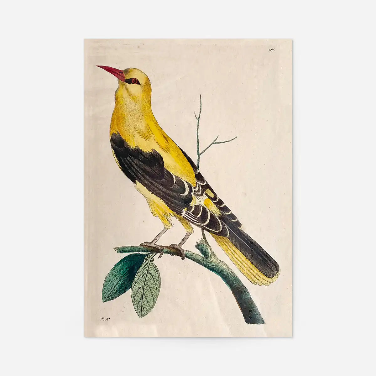 Vintage Golden Oriole