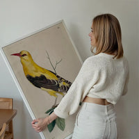 Vintage Golden Oriole