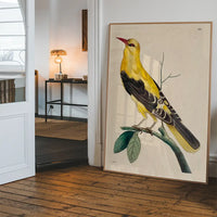 Vintage Golden Oriole