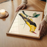 Vintage Golden Oriole