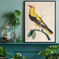 Vintage Golden Oriole