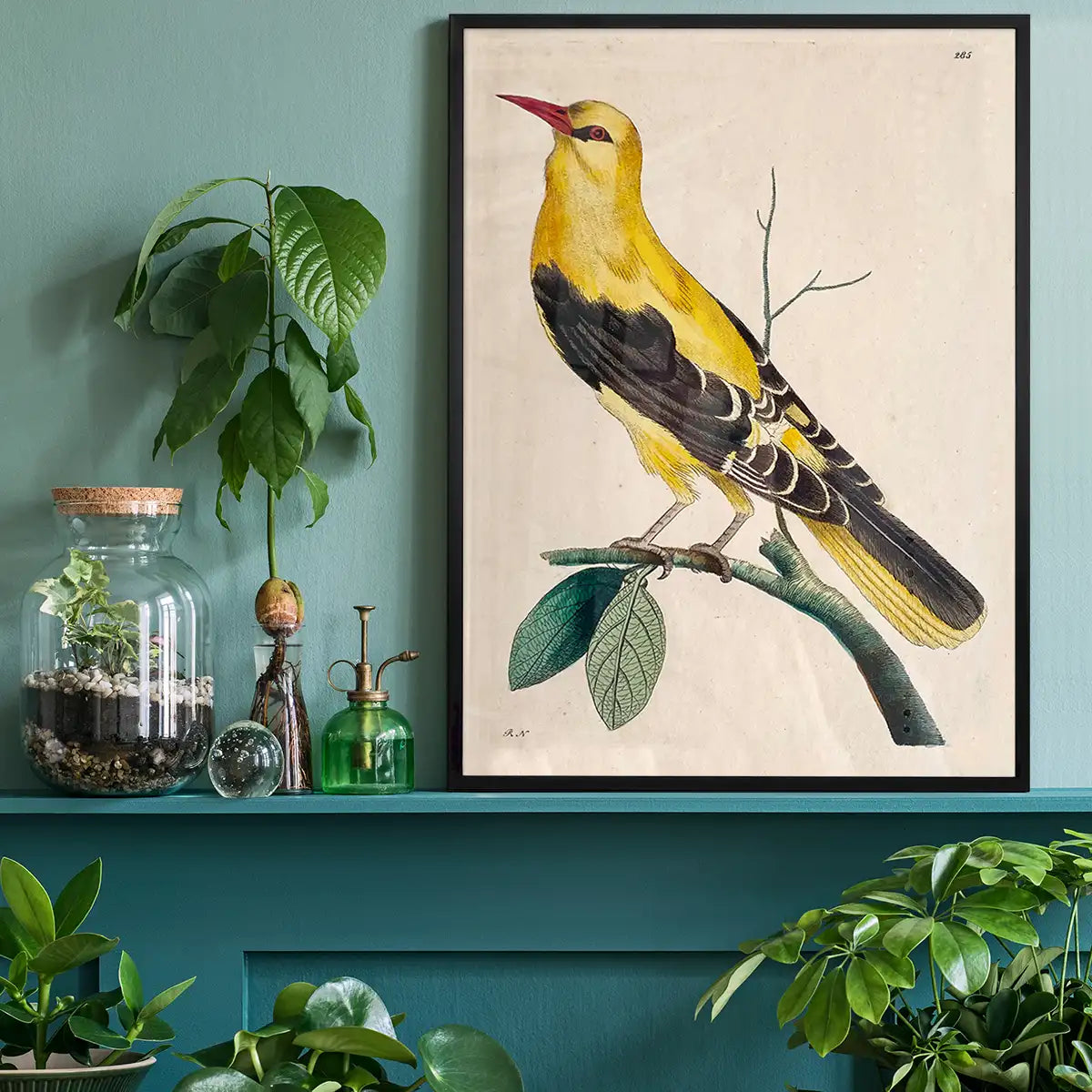 Vintage Golden Oriole
