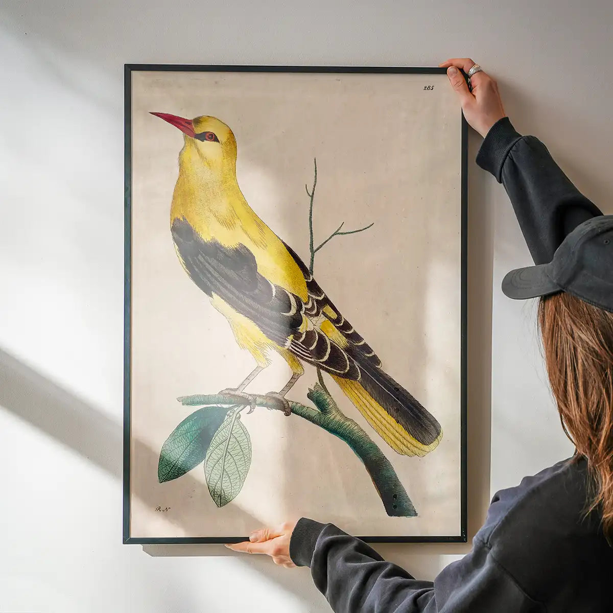 Vintage Golden Oriole