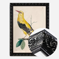 Vintage Golden Oriole