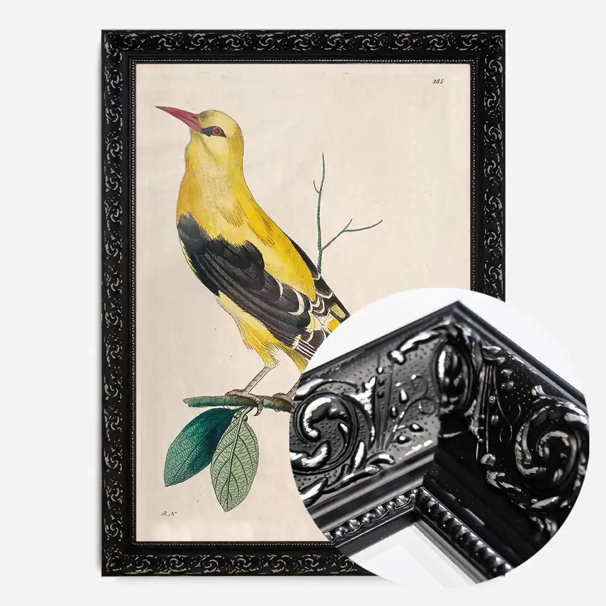 Vintage Golden Oriole