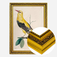 Vintage Golden Oriole