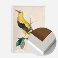 Vintage Golden Oriole