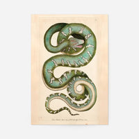 Vintage Canine Boa Snake Print