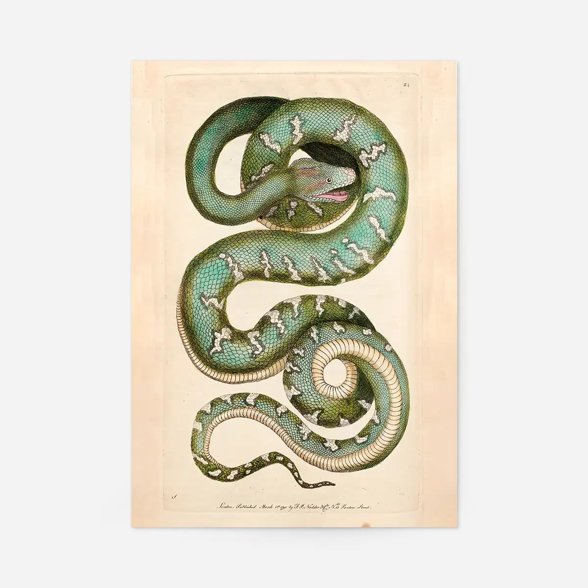 Vintage Canine Boa Snake Print