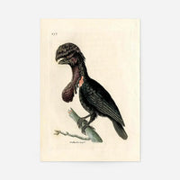 Vintage Purple Sided Gorgonia
