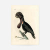 Vintage Purple Sided Gorgonia