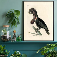 Vintage Purple Sided Gorgonia