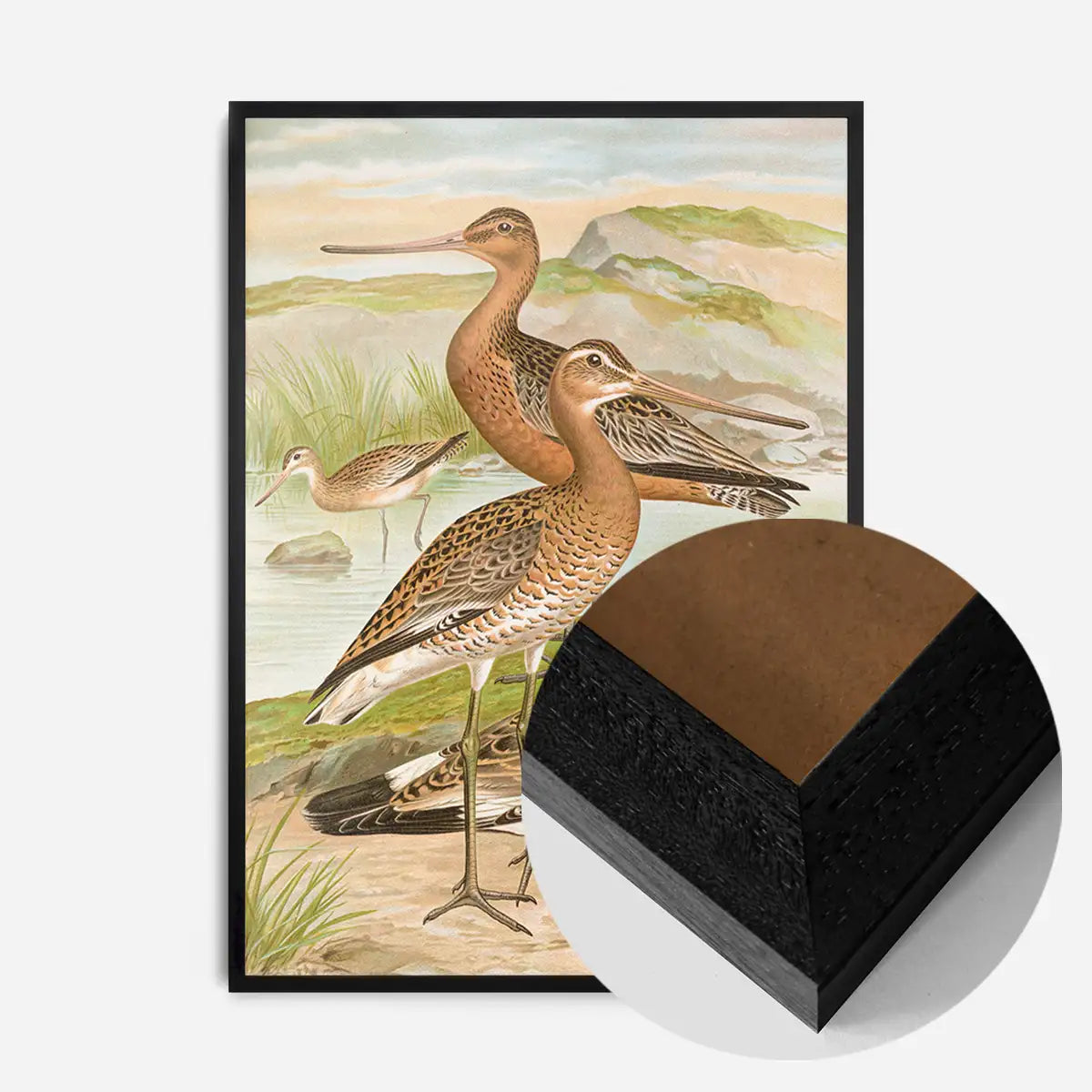 Black Tailed Godwit Vintage Bird Print by Johann Friedrich Naumann