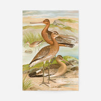 Black Tailed Godwit Vintage Bird Print by Johann Friedrich Naumann