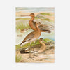 Black Tailed Godwit Vintage Bird Print by Johann Friedrich Naumann