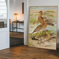 Black Tailed Godwit Vintage Bird Print by Johann Friedrich Naumann