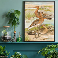 Black Tailed Godwit Vintage Bird Print by Johann Friedrich Naumann