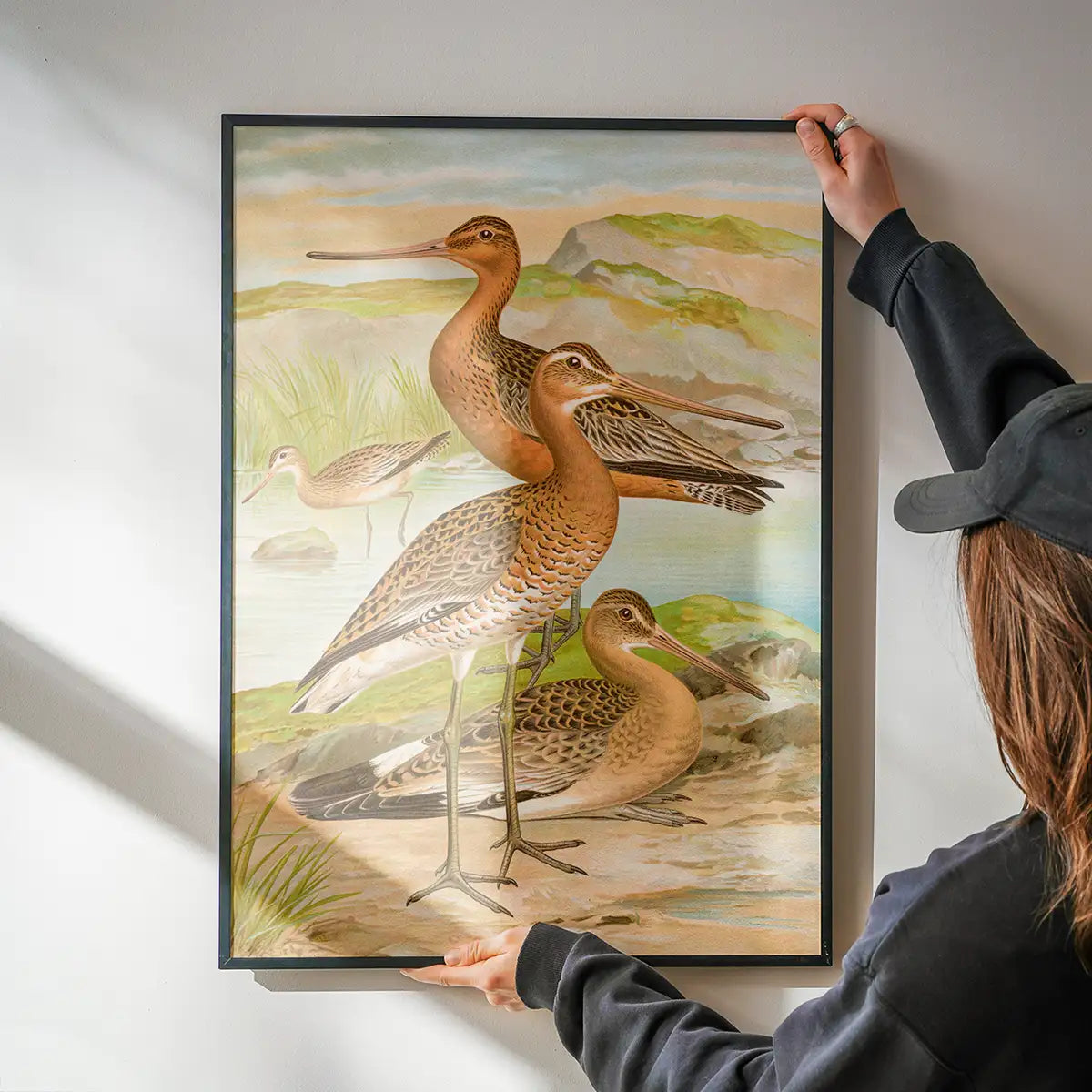 Black Tailed Godwit Vintage Bird Print by Johann Friedrich Naumann