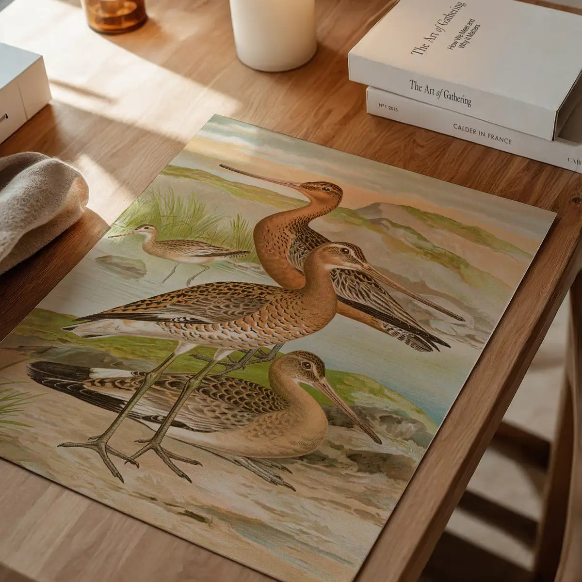 Black Tailed Godwit Vintage Bird Print by Johann Friedrich Naumann
