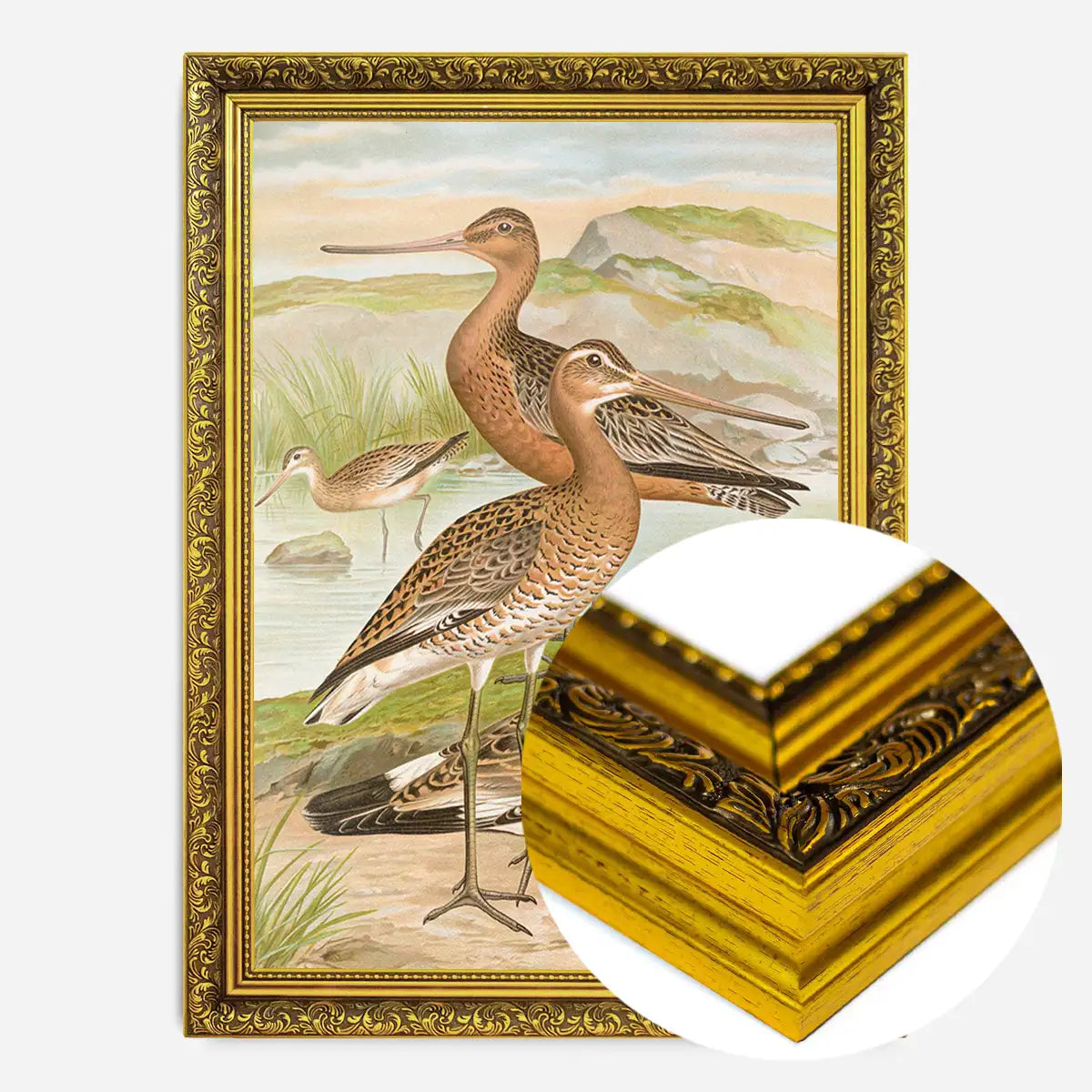 Black Tailed Godwit Vintage Bird Print by Johann Friedrich Naumann