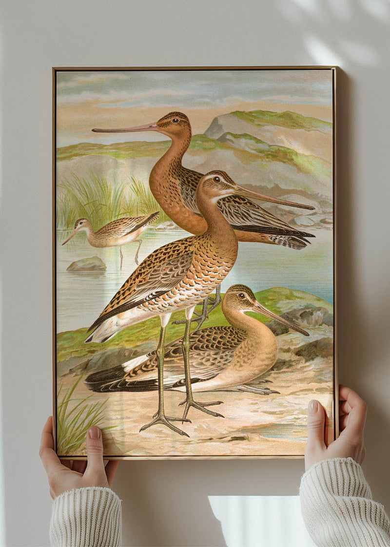 Black Tailed Godwit Vintage Bird Print by Johann Friedrich Naumann