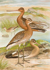 Black Tailed Godwit Vintage Bird Print by Johann Friedrich Naumann