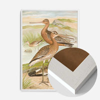 Black Tailed Godwit Vintage Bird Print by Johann Friedrich Naumann