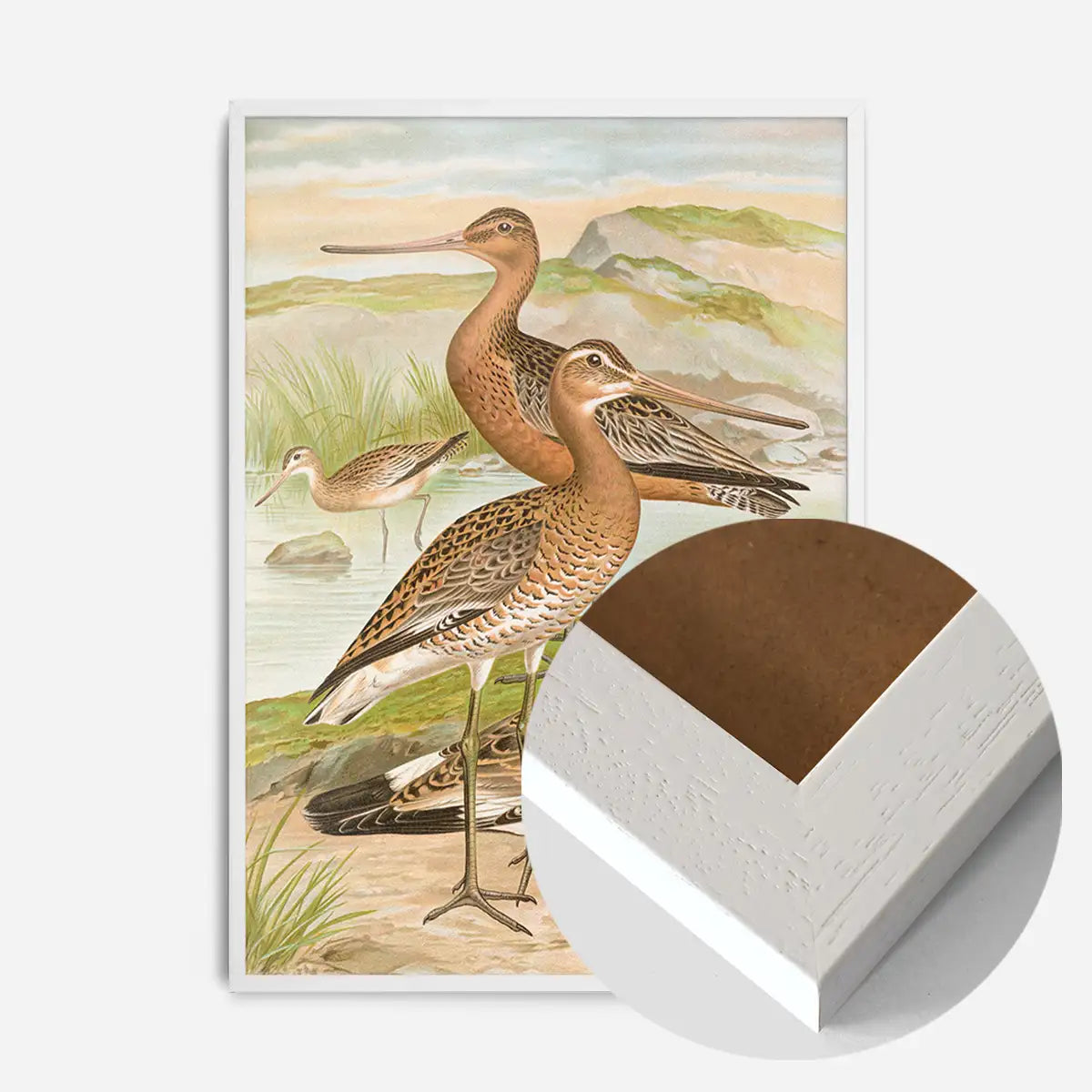 Black Tailed Godwit Vintage Bird Print by Johann Friedrich Naumann