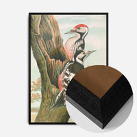Whitebacked Woodpecker Vintage Bird Print by Johann Friedrich Naumann