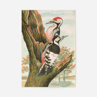 Whitebacked Woodpecker Vintage Bird Print by Johann Friedrich Naumann