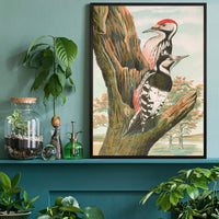 Whitebacked Woodpecker Vintage Bird Print by Johann Friedrich Naumann